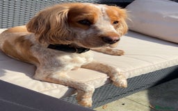 Cocker Spaniel dogs for stud: Orange and White Cocker Spaniel Stud - Proven - Image 2
