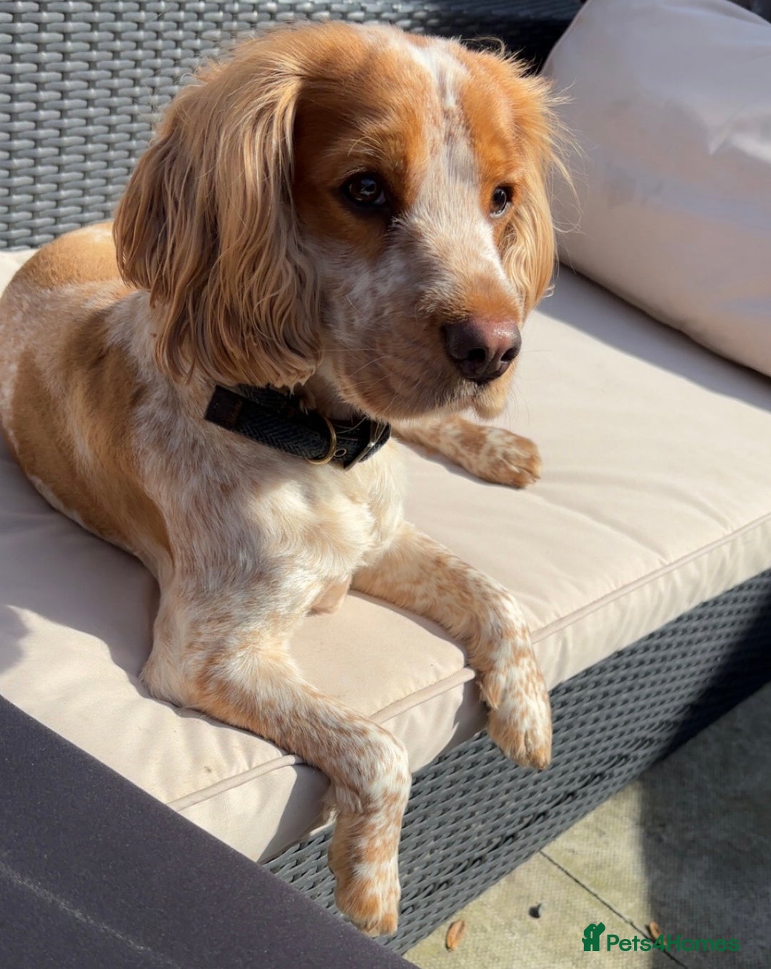 Cocker Spaniel dogs for stud: Orange and White Cocker Spaniel Stud - Proven - Image 2