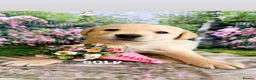 Labrador Retriever dogs for sale: KC PUPPY HUTCH  - Advert 5