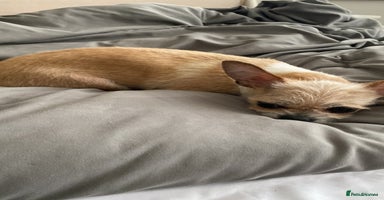 Chihuahua dogs Chihuahua  - Advert 9