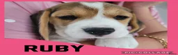 Beagle dogs for sale: BEAGLE PUPPY WAITING LIST  - Advert 7