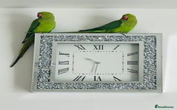 Ringnecks birds for sale: Indian ringneck parrots - Image 1
