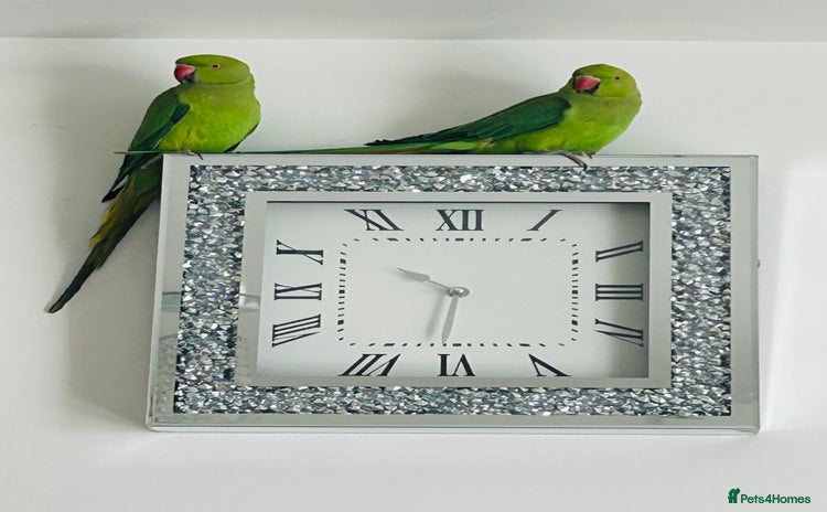 Ringnecks birds - Advert 2