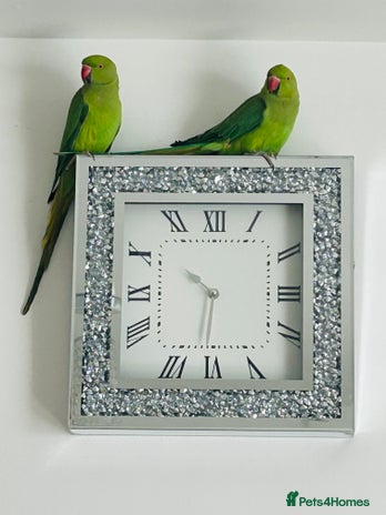 Ringnecks birds - Advert 2