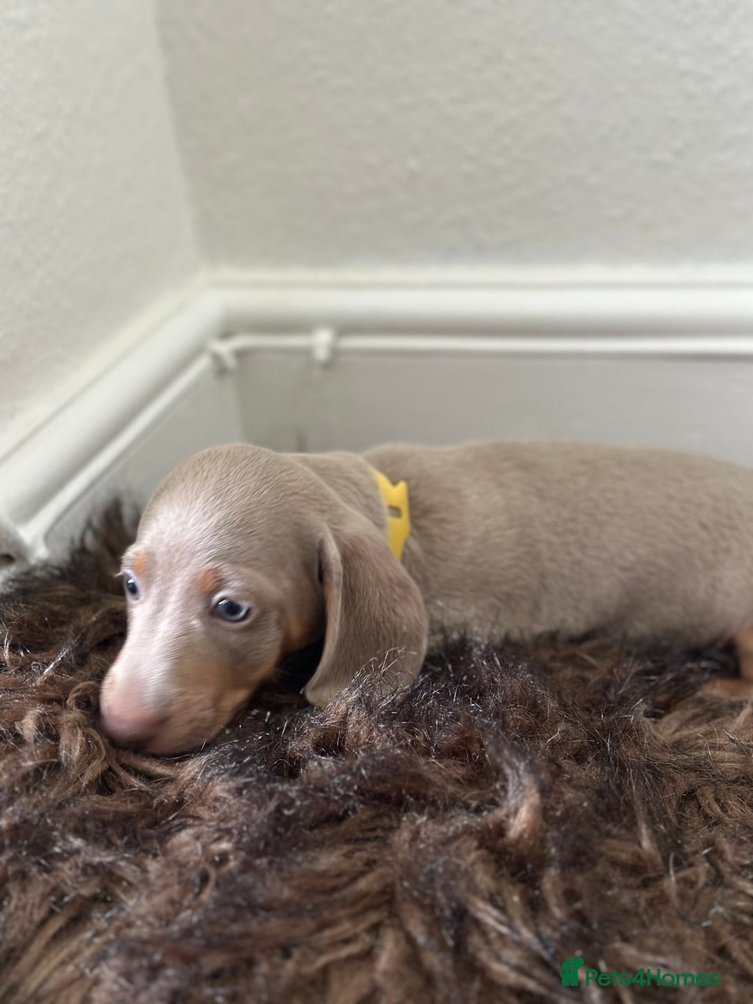 Miniature Dachshund dogs for sale: 🐾 Miniature Dachshund Puppies Isabella & Tan Boys - Image 4