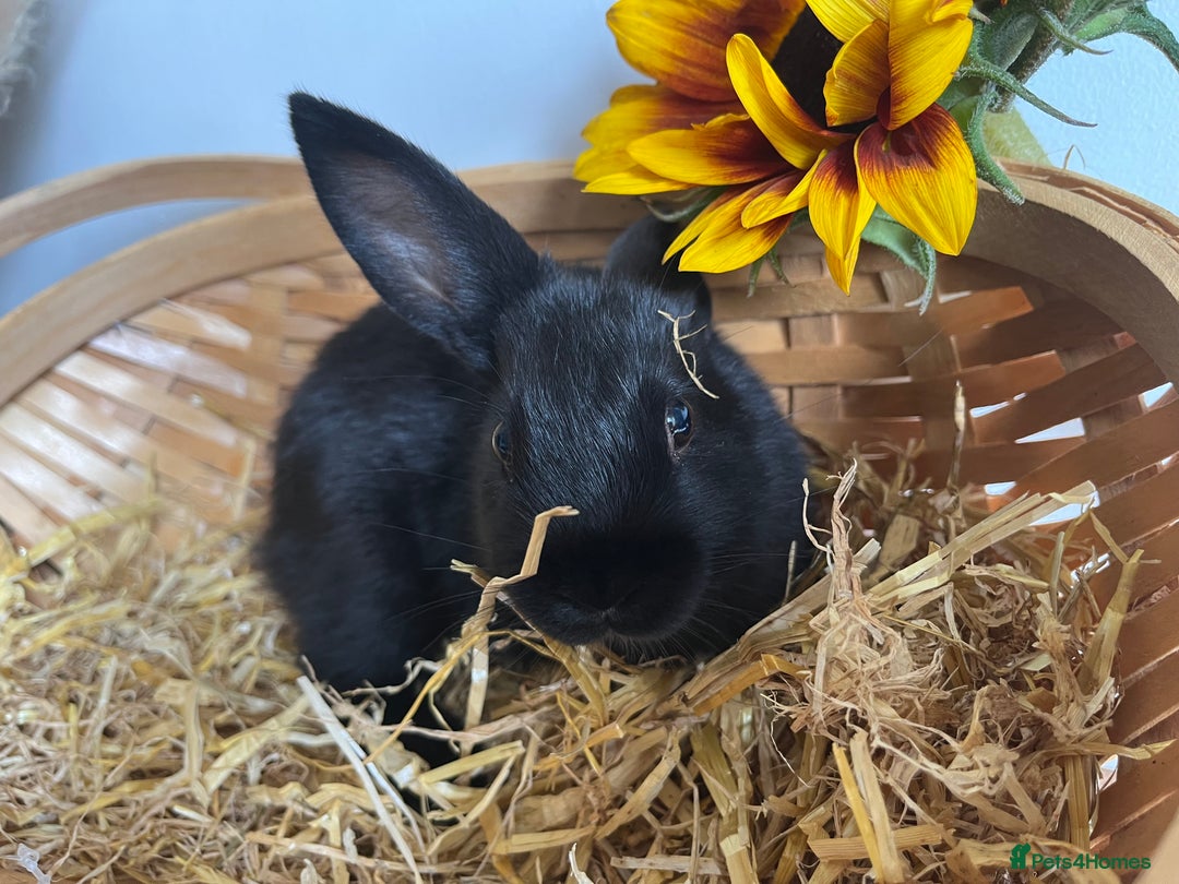 Mixed Breed rabbits for sale: Mixed breed bunnies for sale £30 each - Image 14