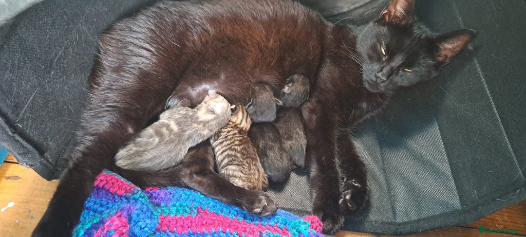 British Shorthair cats for sale: 3 gorgeous boy kittens - Image 9