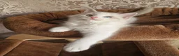 Ragdoll cats for sale: Stunning Blue Bicolour Boy - Advert 5