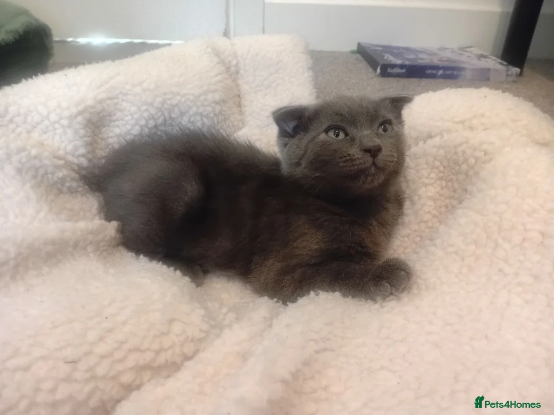Russian Blue cats for sale: Russian blue Scottish fold mix stunning breed  - Advert 13