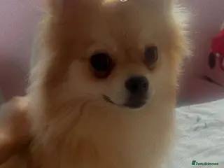 Pomeranian dogs Baby poms - Advert 1
