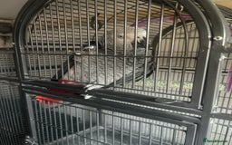 Parrots birds for sale: Male African Grey - Image 2