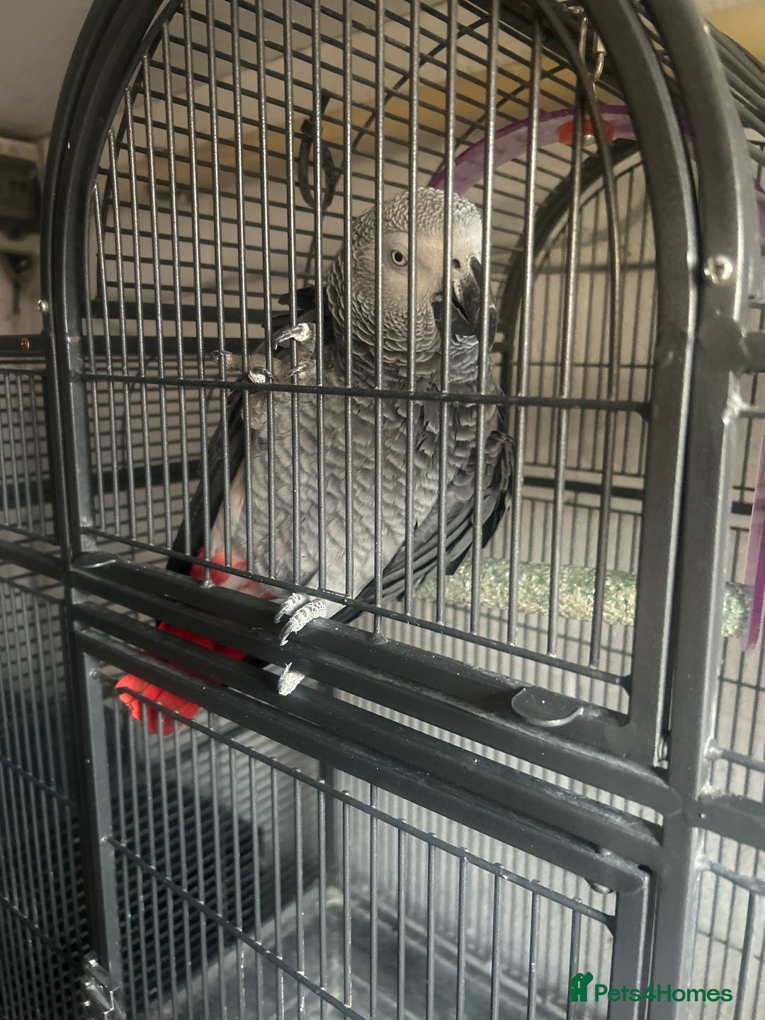 Parrots birds for sale: Male African Grey - Image 2