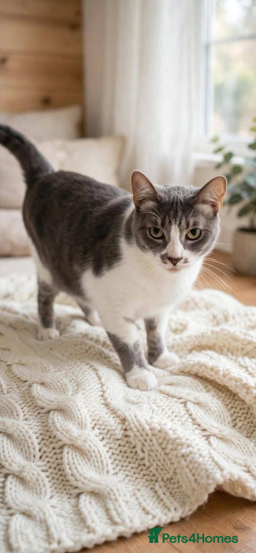 Mixed Breed cats Mia for adoption - Advert 1