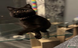 British Shorthair cats for sale: Black short hair kitten  - Image 8