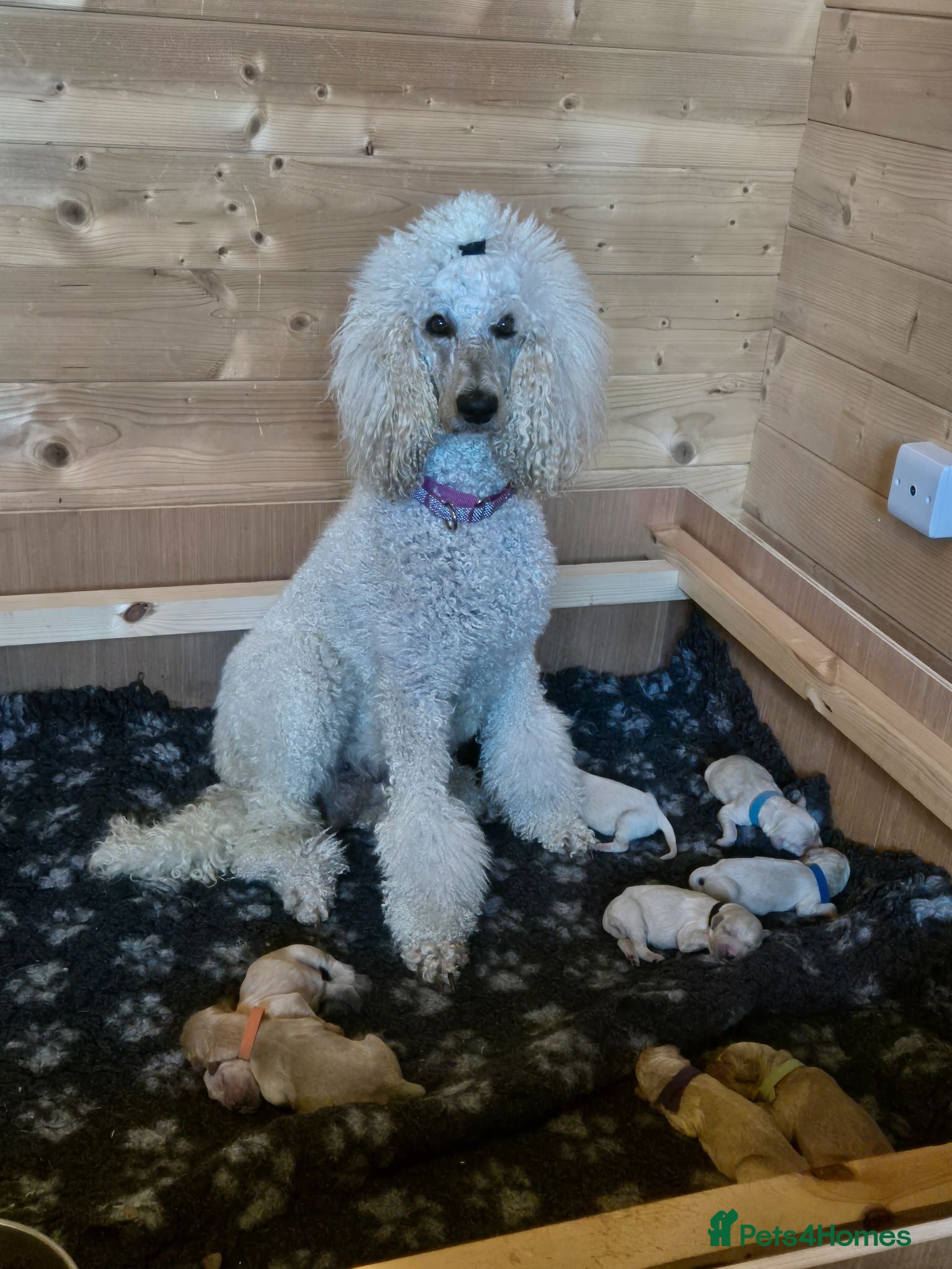 Goldendoodle dogs Litter  - Advert 15