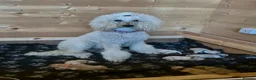 Goldendoodle dogs for sale: Litter  - Advert 1