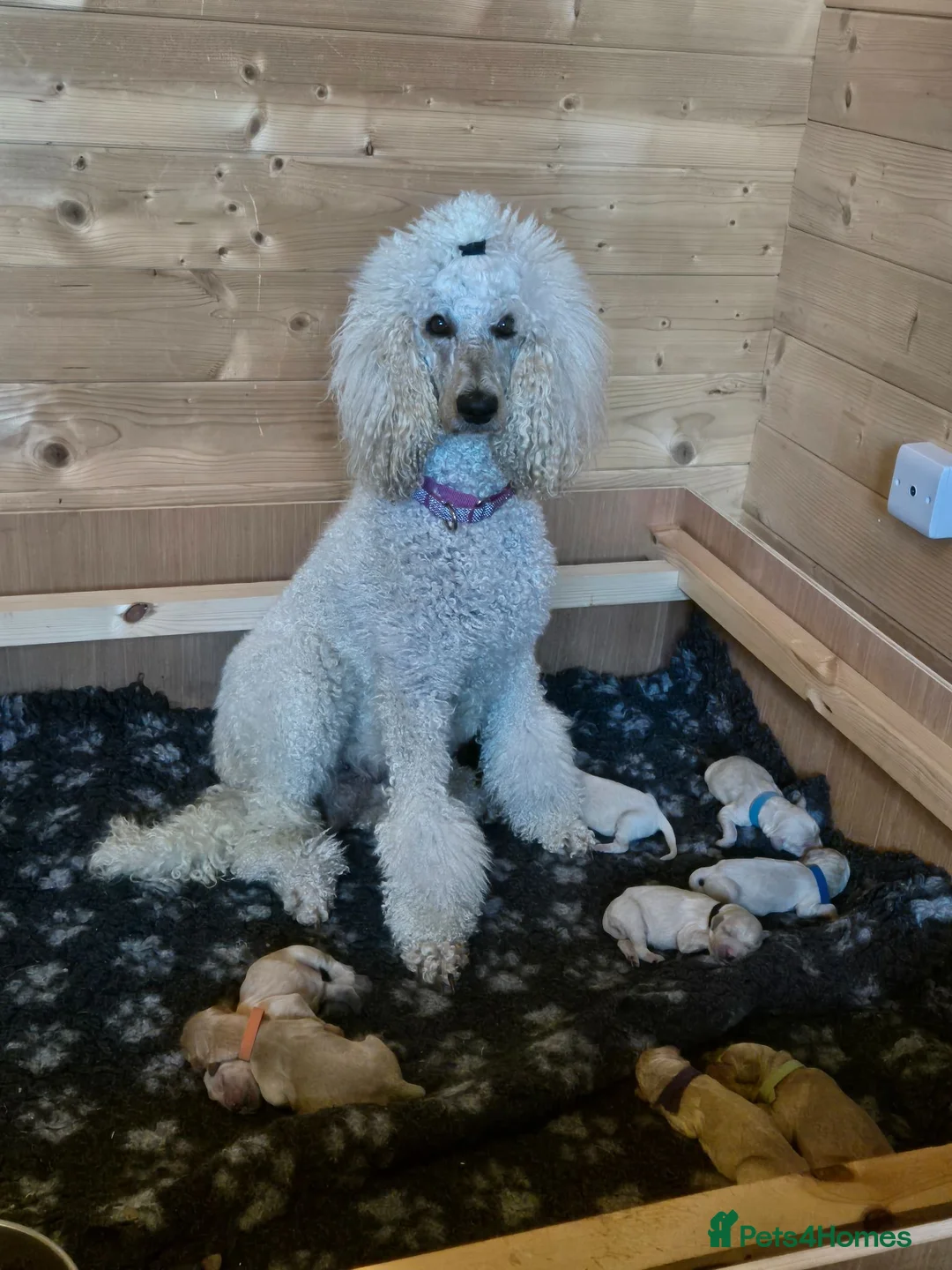 Goldendoodle dogs for sale: Litter  - Advert 1