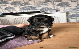 Shihpoo dogs for sale: Shihpoo pups  - Image 2