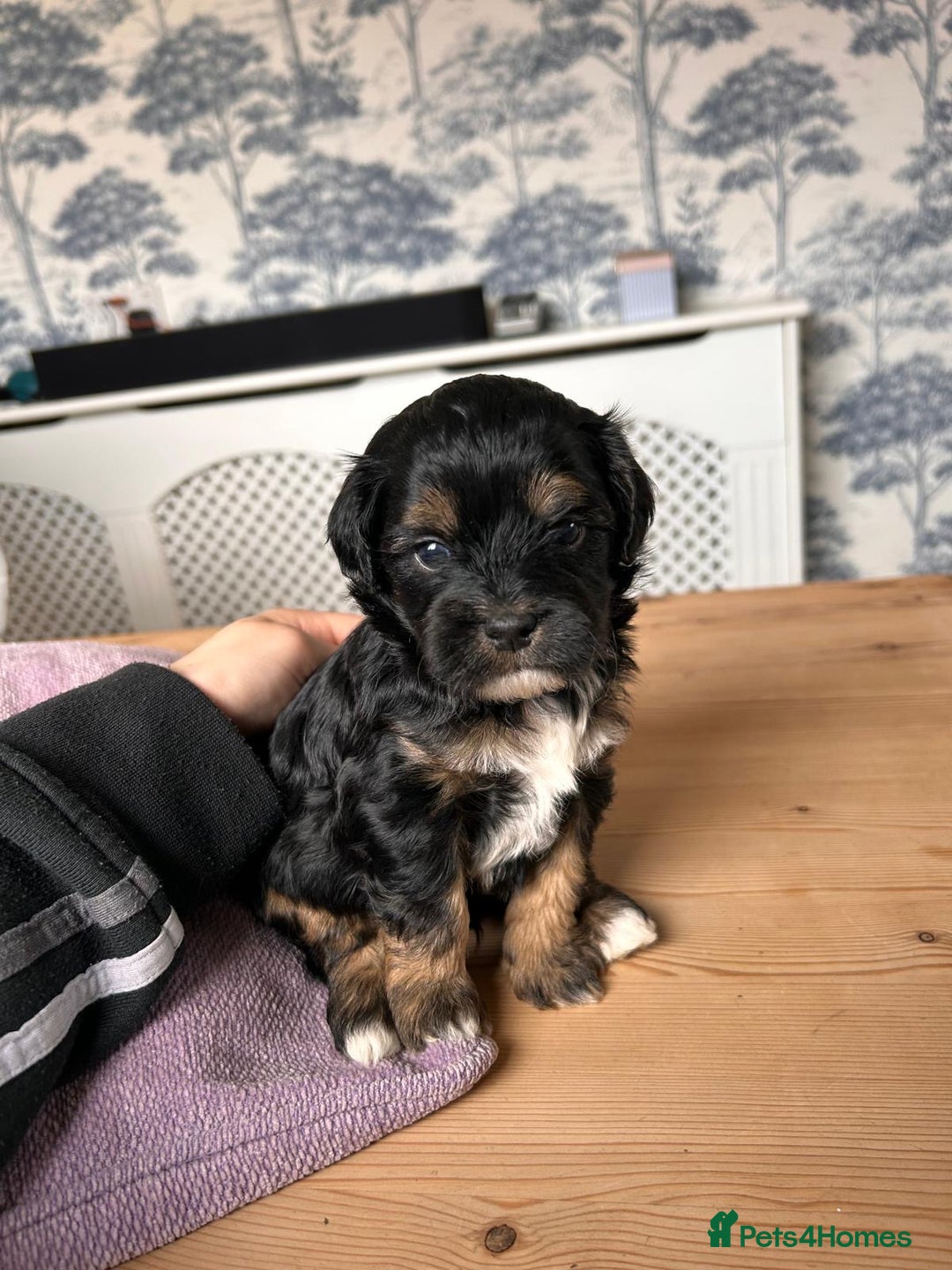 Shihpoo dogs for sale: Shihpoo pups  - Image 2