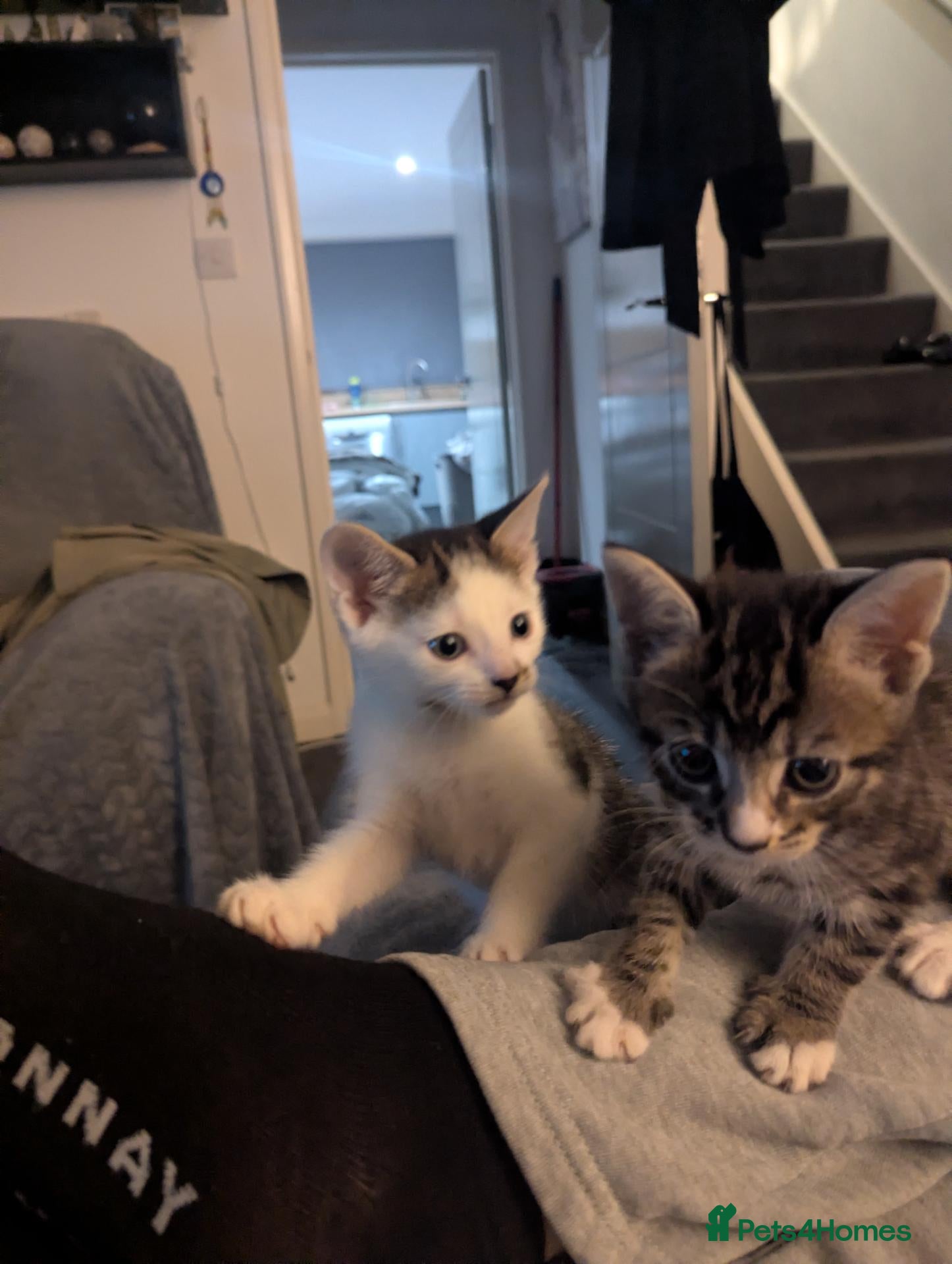 Mixed Breed cats Beautiful kittens for sale  - Advert 2