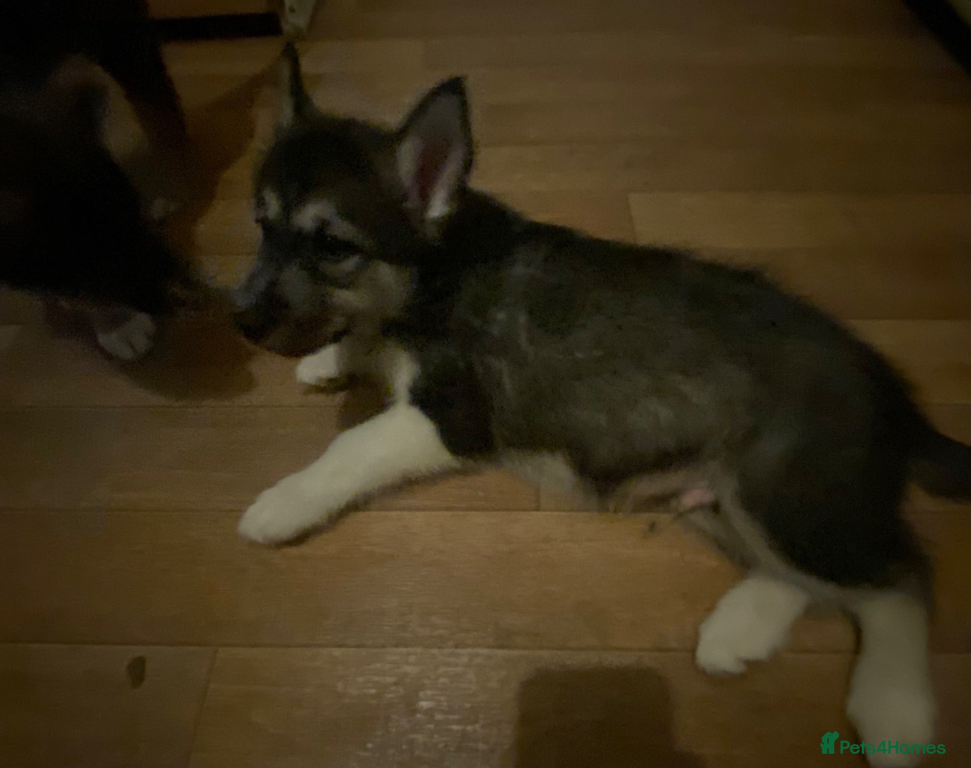 Mixed Breed dogs Beautiful male Collie x Husky x Shepherd Puppy - Advert 19