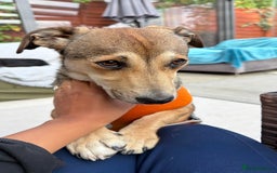 Mixed Breed dogs for adoption: 🎀 Tiny Zaza is Ready for Her Forever Home! - Image 1