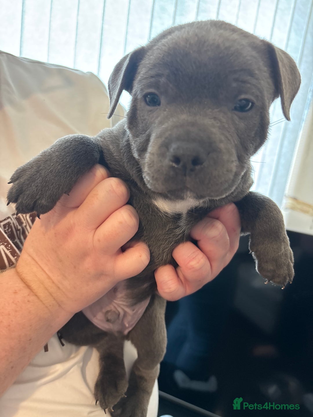 Staffordshire Bull Terrier dogs for sale: Staffordshire bull terrier puppies  - Image 12