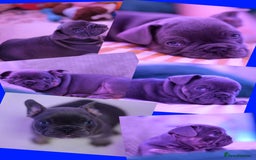 Mixed Breed dogs for sale: English Bulldog & French Bulldog - Image 3