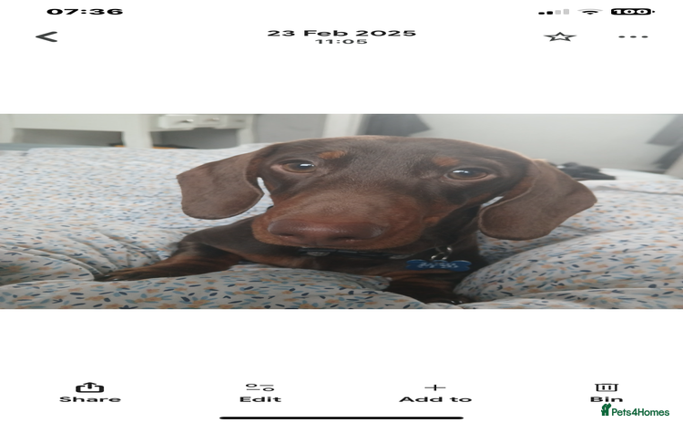Dachshund dogs - Advert 14
