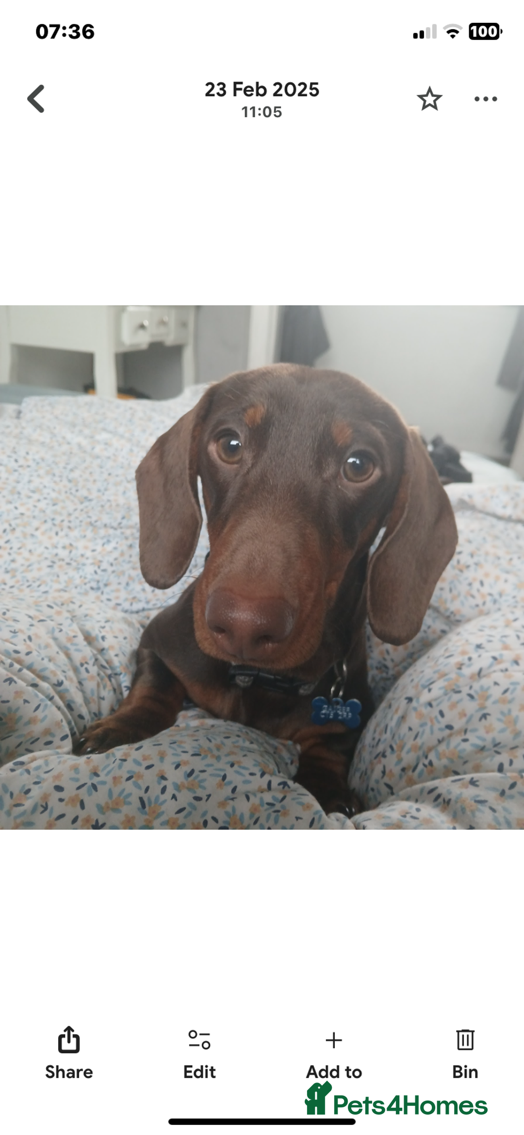 Dachshund dogs for sale: Rolo the miniature dachshund - Image 1