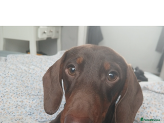Dachshund dogs for sale: Rolo the miniature dachshund - Advert 1