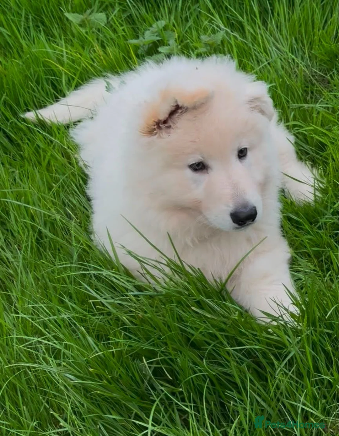 German Shepherd dogs for sale: Outstanding KC White long haired GSD pups  in Catterick Garrison - Advert 1