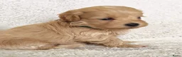 Maltipoo dogs for sale: Miniature Maltipoo Puppies - Advert 25
