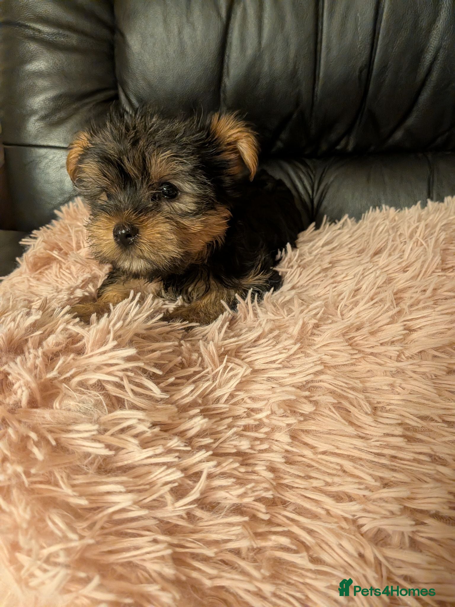 Chihuahua dogs Three small Yorkshire terriers for sale - Advert 1