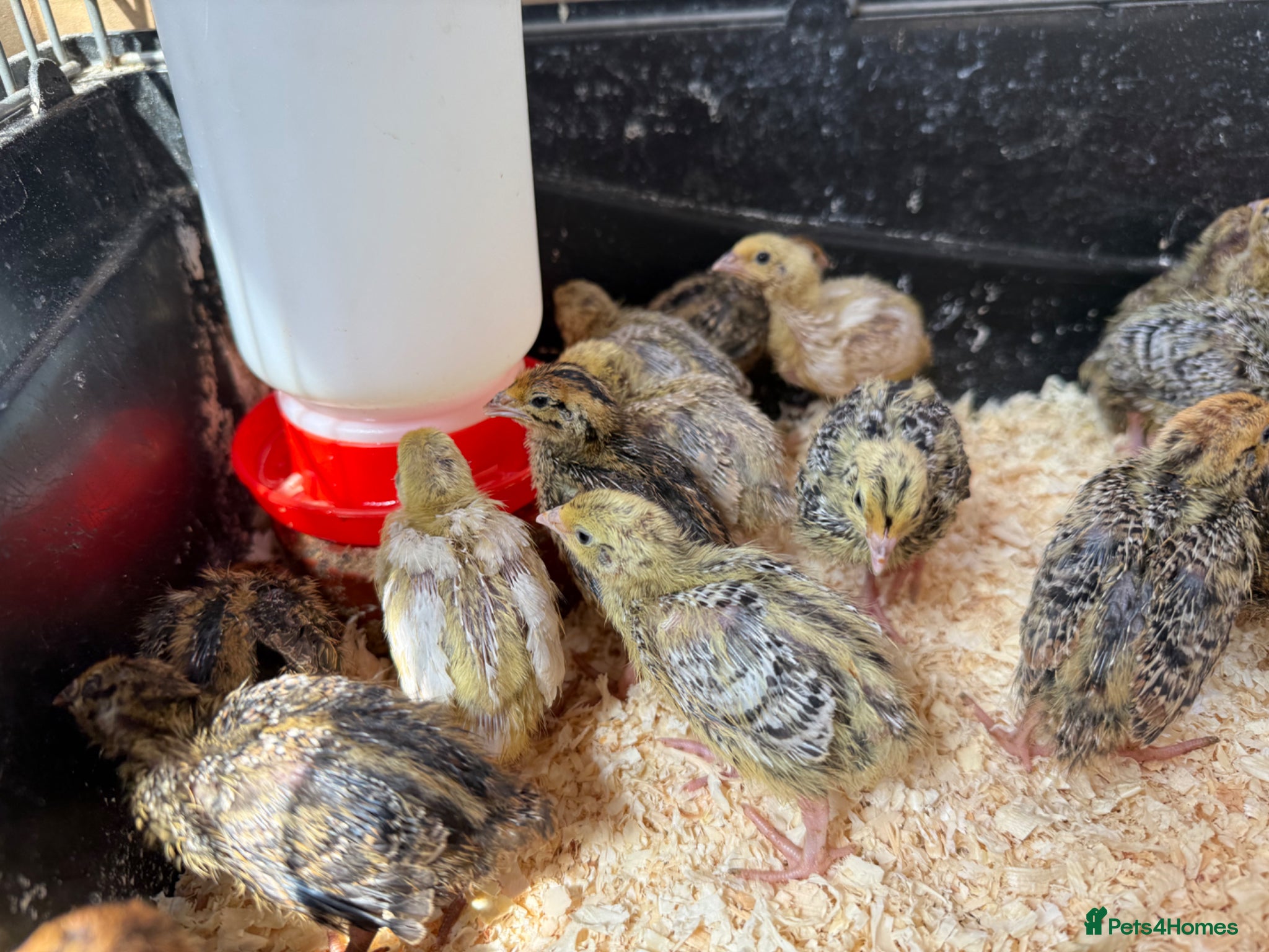 Quail poultry Jumbo Japanese Coturnix Quail Chicks  - Advert 1