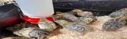 Quail poultry for sale: Jumbo Japanese Coturnix Quail Chicks  in Birmingham - Advert 1