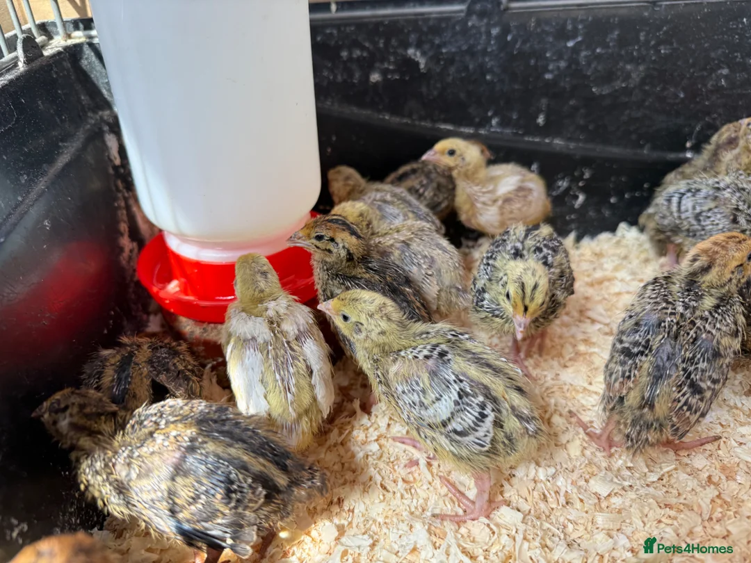 Quail poultry for sale: Jumbo Japanese Coturnix Quail Chicks  in Birmingham - Advert 1