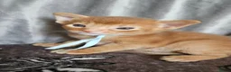 Abyssinian cats for sale: Abyssinian kittens for sale - Advert 5