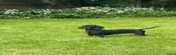 Dachshund dogs for sale: A Beautiful Female Dachshund Puppy - Advert 7