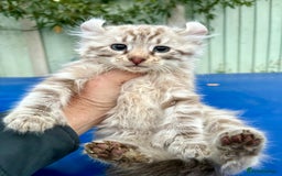Savannah cats for sale: Super rare longhaired girl  - Advert 14