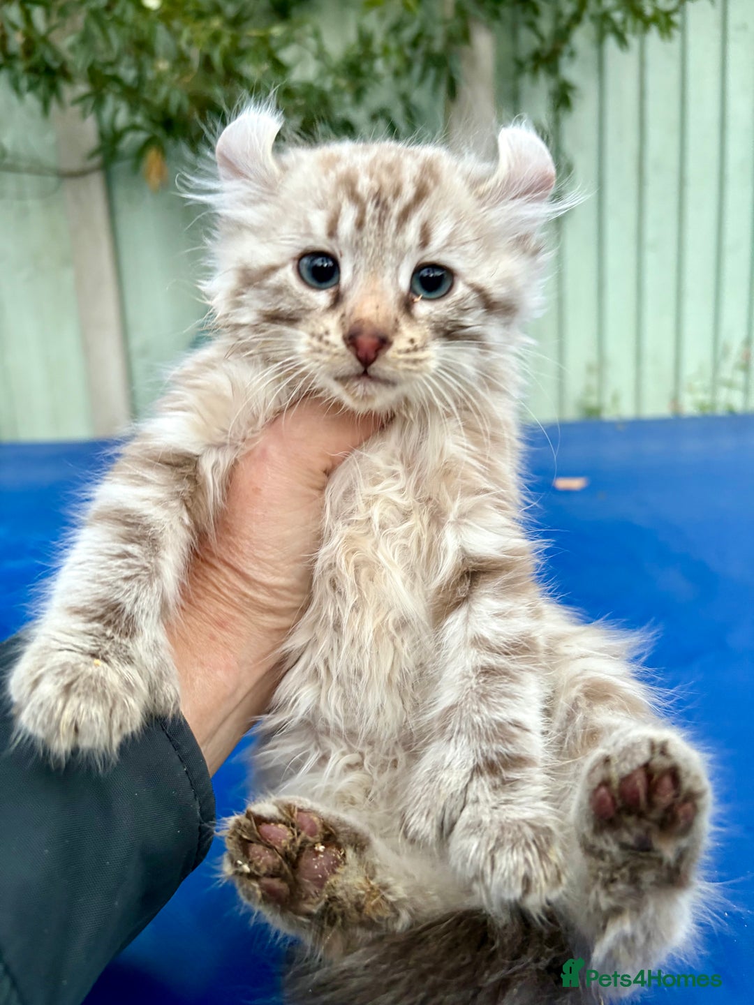 Savannah cats for sale: Super rare longhaired girl  - Advert 14