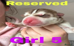Siberian Husky dogs for sale: 8 beautiful husky puppies - Image 7