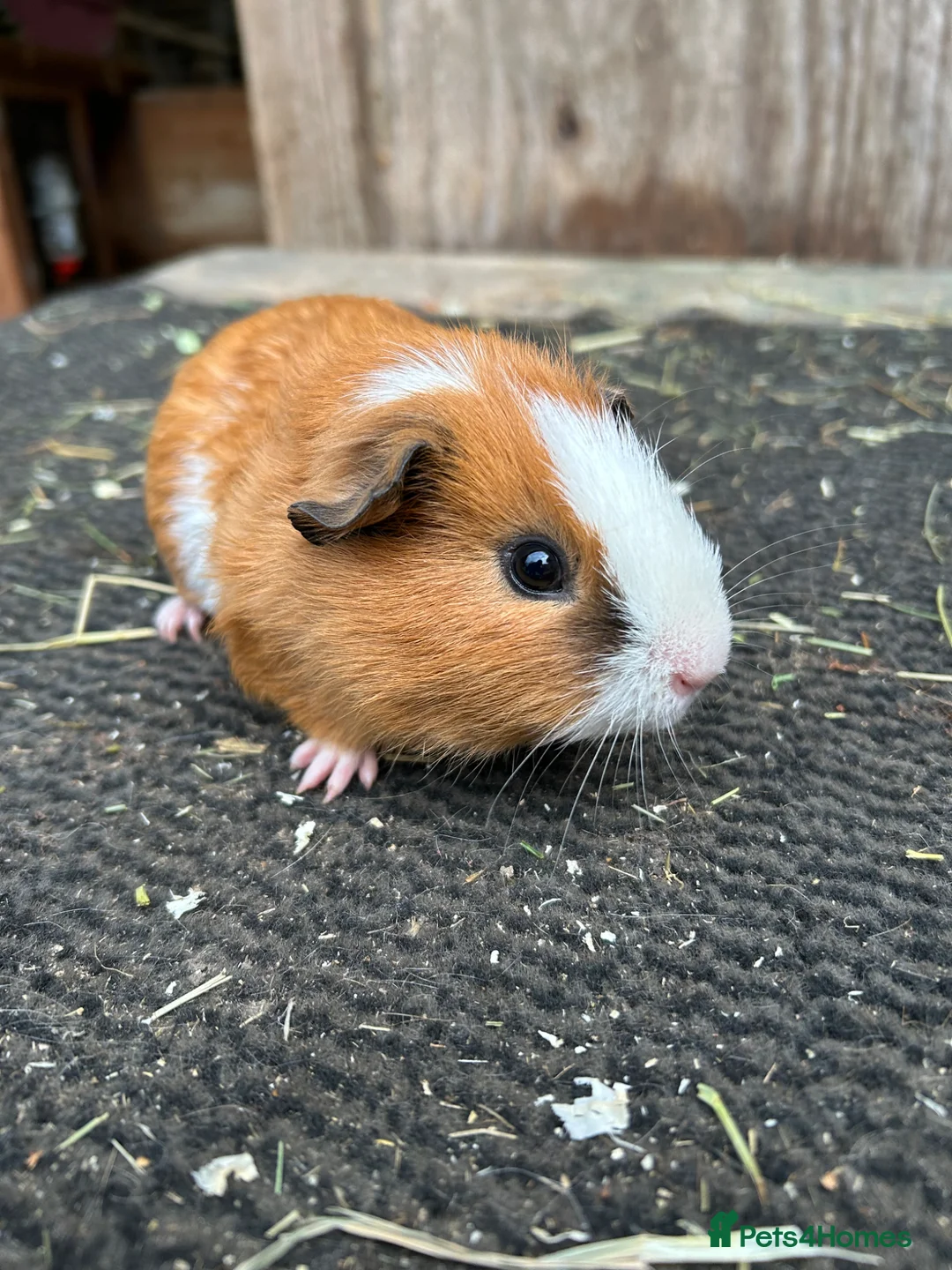 Guinea Pig rodents for sale: Guinea pigs - Advert 1