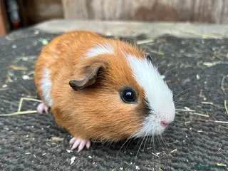 Guinea Pig rodents Guinea pigs - Advert 1
