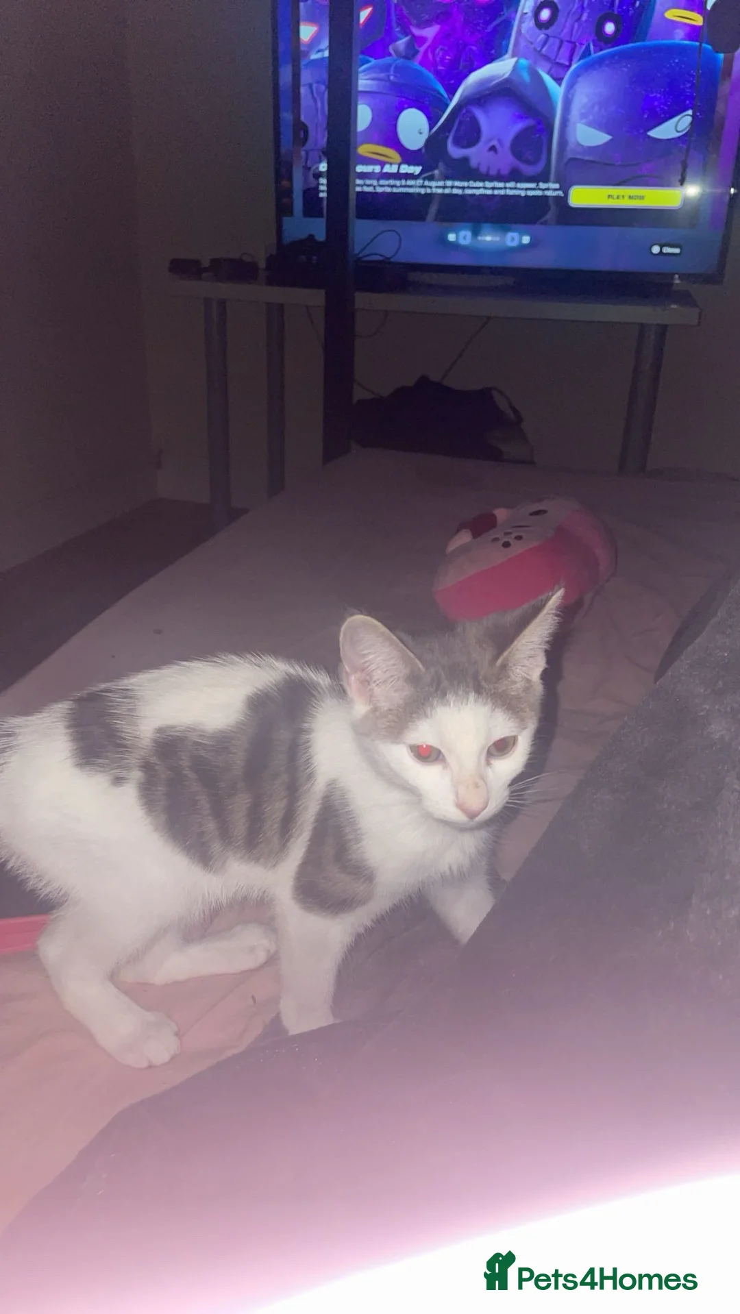 Domestic Shorthair cats for sale: ONYX — 3 Month Old Kitten in London - Advert 4