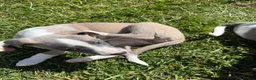 Whippet dogs for sale: Beautiful Fawn and Blue Whippets in Duns - Advert 3