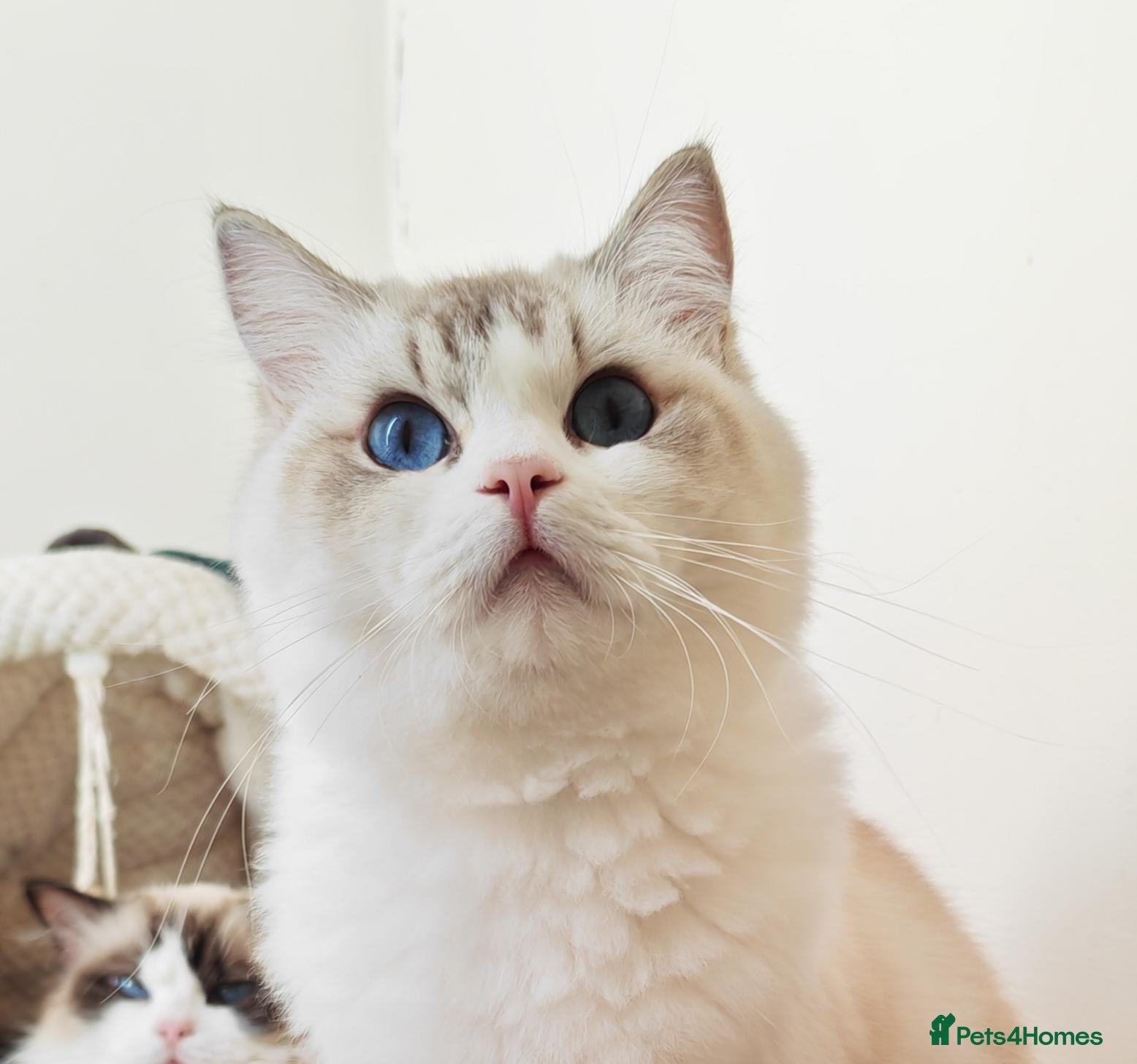 Ragdoll cats GCCF REGISTERED RAGDOLL BOYS  - Advert 1
