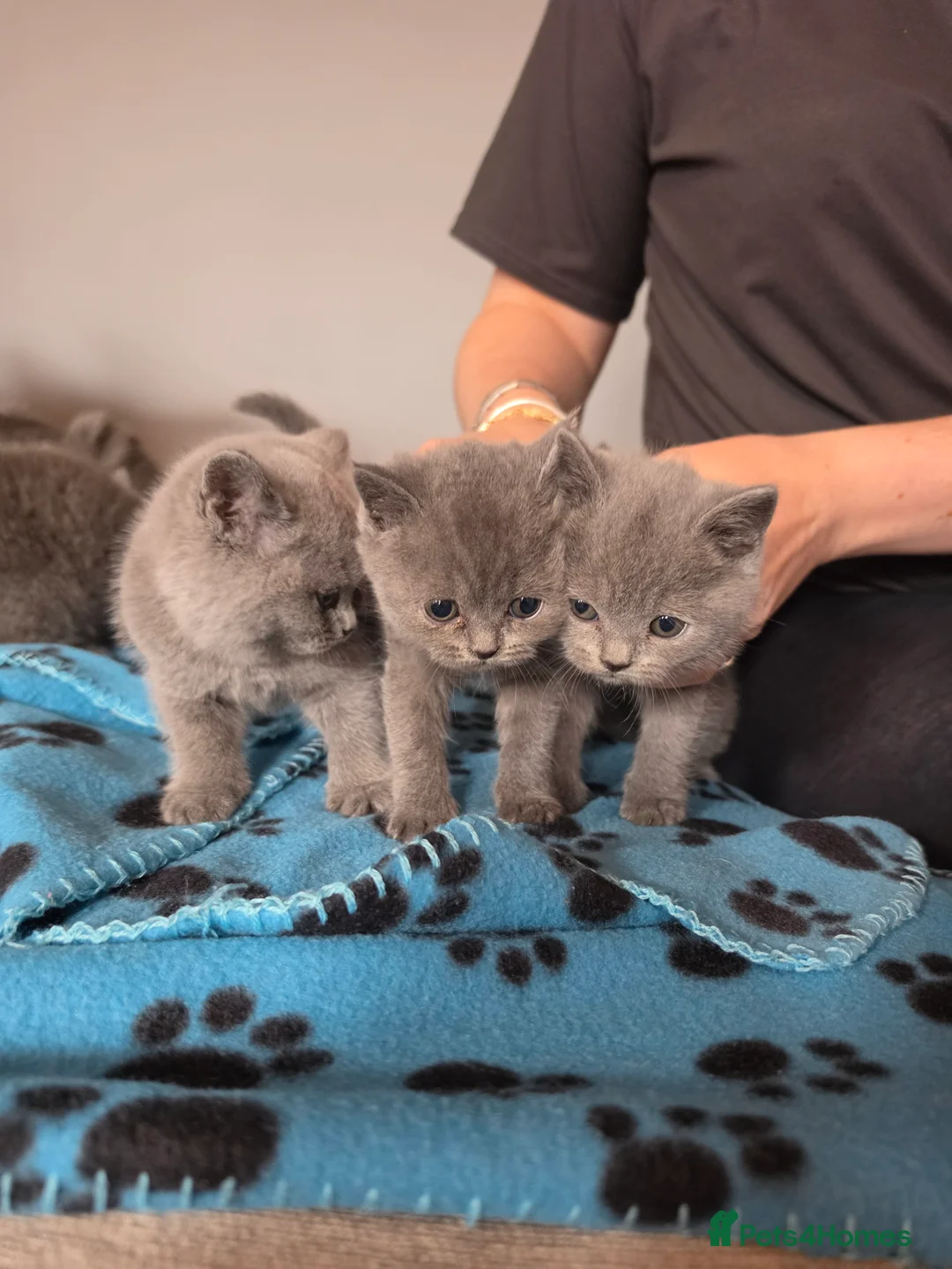 British Shorthair cats for sale: 👀 Stunning British Shothair kittens 👀 - Advert 2