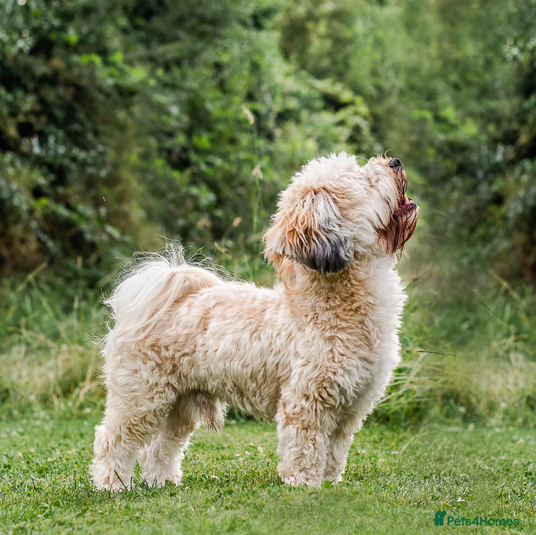 Havanese dogs for sale: KC Gold Boy, parents health tested   - Advert 8