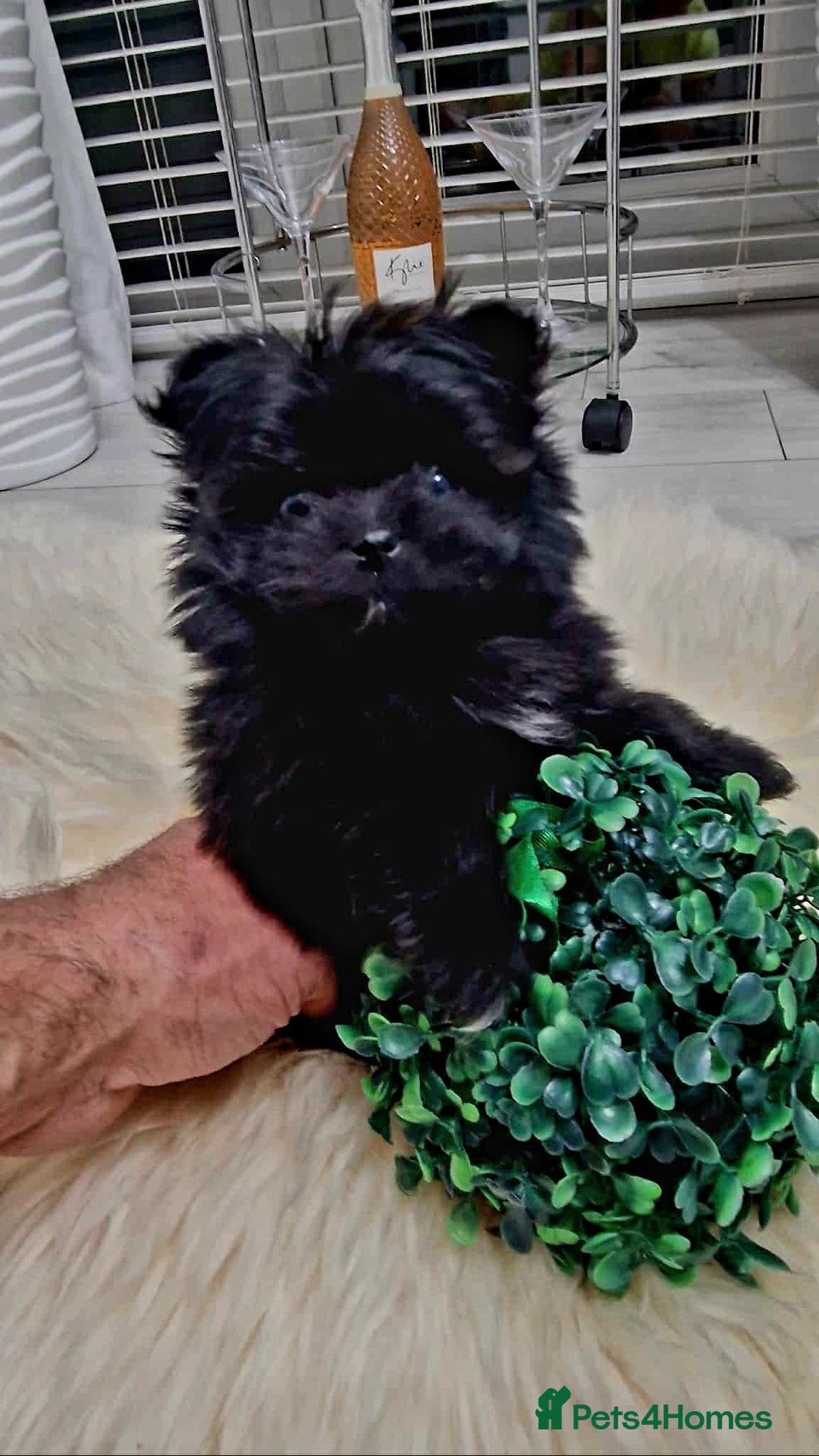 Mixed Breed dogs for sale: Maltipom  girl  - Advert 3